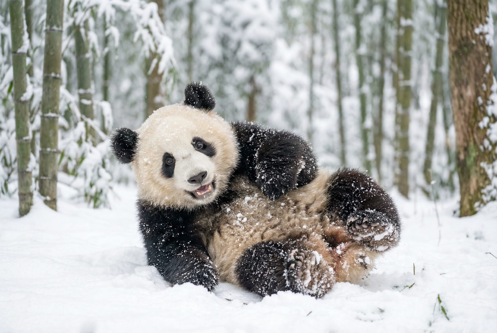 暗网熊猫雪地嬉戏视频