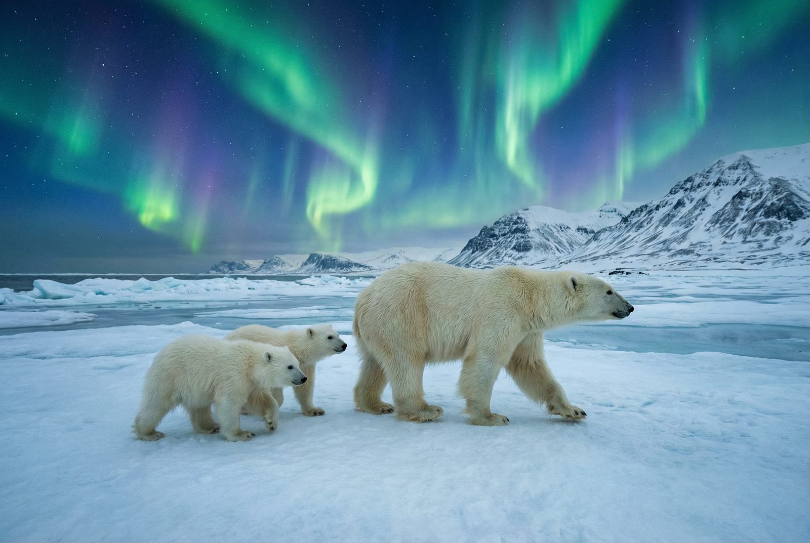 暗网北极熊极光视频